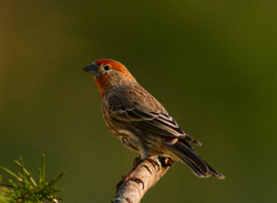 Male House Finch - Cortes Island Finch photo