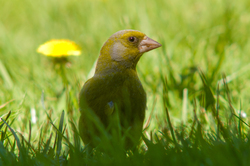 Greenfinch - Aillevillers Finch photo