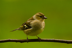 Chaffinch - Aillevillers Finch photo