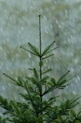 Young Grand Fir tree in Falling Snow - Cortes Island Fir Tree photo