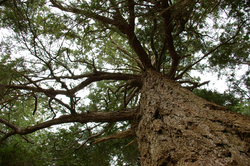 Coast Douglas-fir - Cortes Island Fir Tree photo