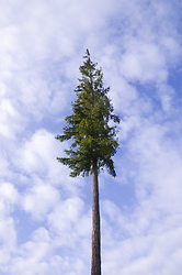 One Tree - Cortes Island Fir Tree photo