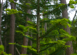 Portrait of a Young Balsam - Cortes Island Fir Tree photo