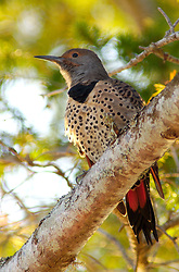 Slightly Out Of Focus Flicker Photo - Cortes Island Flicker photo