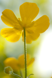 Buttercup -  Flower photo