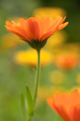 Calendula -  Flower photo