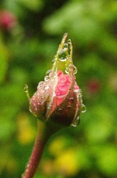 Rosebud - Cortes Island Flower photo