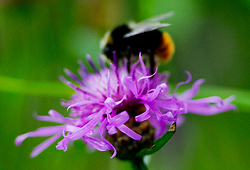 Curls -  Flower photo