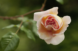 Rose -  Flower photo
