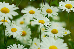 Field of Daisies -  Flower photo