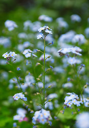 Forget Me Not -  Flower photo