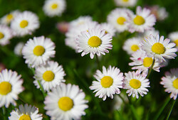 Friendly Field Daisies - Cortes Island Flower photo