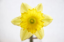 Hello Daffodil -  Flower photo