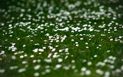 A Field of Field Daisies -  Flower photo
