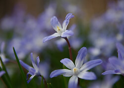 Siberian squill - Vancouver Flower photo