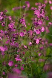  Aillevillers Flower photo