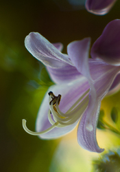 Lily - Cortes Island Flower photo