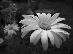 Daisies - Cortes Island Flower photo