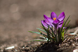 Crocus - Cortes Island Flower photo