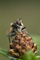  Aillevillers Fly photo