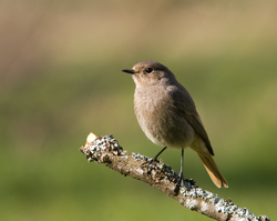 Protrait of a Female Black Redstart - Aillevillers Flycatcher photo