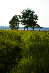 Path to the Beach - Cortes Island Foot Path photo