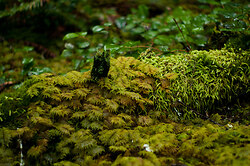 Various Mosses - Cortes Island Forest Floor photo