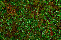 Forest Carpet -  Forest Floor photo