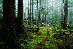 Path in the woods - Cortes Island Forest path photo