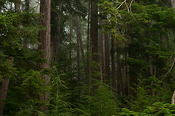 Portrait of a Rain-coast Ecosystem - Cortes Island Forest photo