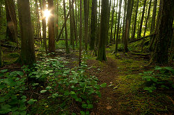 Sun on the Path to Green Mountain - Cortes Island Forest photo