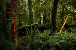 Falling Boundary - Cortes Island Forest photo
