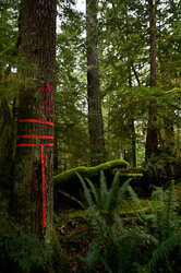 Falling Boundary - Cortes Island Forest photo