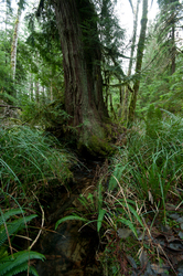 Water Flowing Under Tree - Cortes Island Forest photo