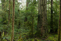 Old-growth Douglas Fir - Cortes Island Forest photo