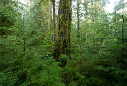 Mossy Fir Trunk - Cortes Island Forest photo