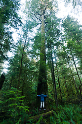 Tree Hug - Basil Brook, Cortes Island Forest photo