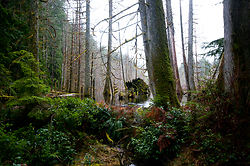 Basil Creek Beaver Pond #2 - Cortes Island Forest photo
