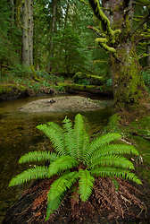 Sword Fern at the Mouth of James Creek - Cortes Island Forest photo