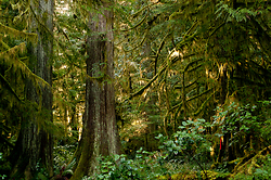 Cedars at Basil Brook - Cortes Island Forest photo