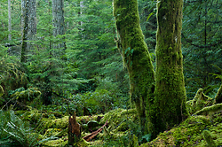 Moss-covered Alders  - Cortes Island Forest photo