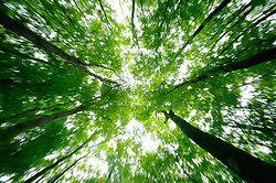 Upward Zoom -  Forest photo