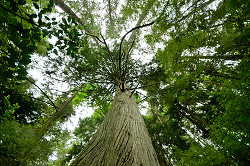 Looking Up at a Red Cedar - Cortes Island Forest photo