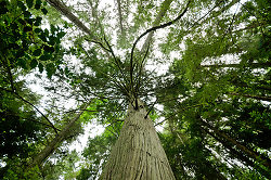 Western Red Cedar -  Forest photo
