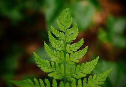 The Tip of a Spiny Wood Fern - Pacific Spirit Park Forest photo