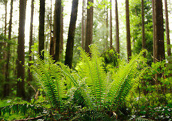 Ferns in Pacific Spirit Park - Pacific Spirit Park Forest photo