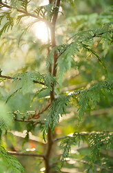 Sun on Cedar 1 - Cortes Island Forest photo