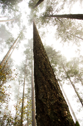 Fog in the Firs - Cortes Island Forest photo