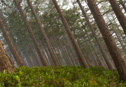 Southeaster - Cortes Island Forest photo