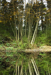 Reflection - Cortes Island Forest photo
